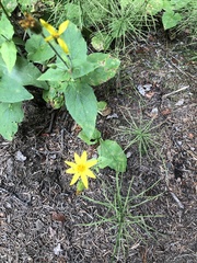 Arnica lanceolata