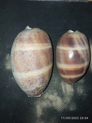 Macrocypraea cervus