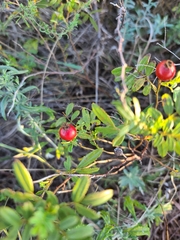 Rosa foliolosa