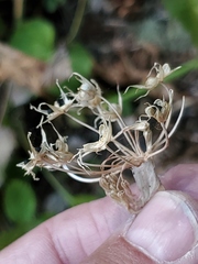Allium brevistylum