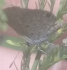 Hemiargus