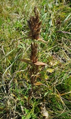 Gentiana decumbens