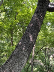 Quercus variabilis