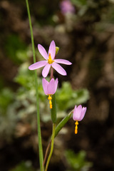 Olsynium scirpoideum