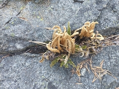 Myriopteris gracillima