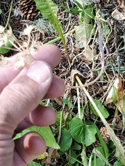 Allium brevistylum