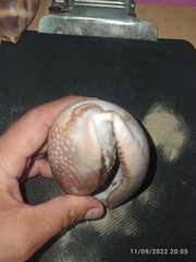 Macrocypraea cervus