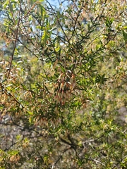Styphelia setigera