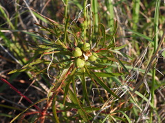 Stillingia texana