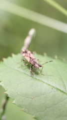 Neopamera albocincta