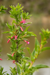 Fuchsia lycioides