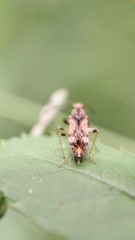 Neopamera albocincta