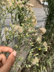 Erigeron sumatrensis