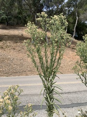 Erigeron sumatrensis