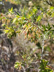 Styphelia setigera