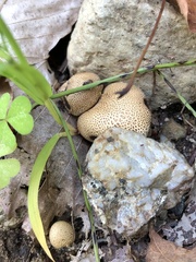 Scleroderma areolatum