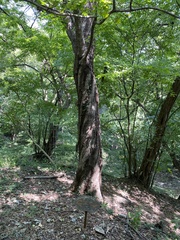 Acer truncatum