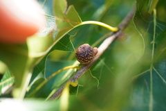 Kokkocynips imbricariae