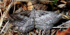 Rhoptria asperaria