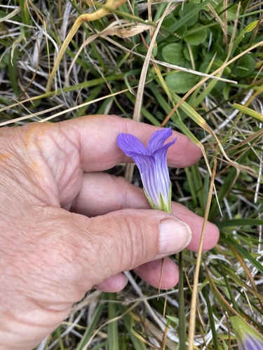Image of Gentianopsis holopetala by no rights reserved