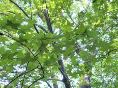 Acer truncatum