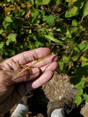Bromopsis