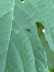 Camponotus sexguttatus