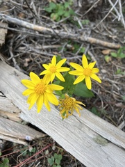 Arnica cordifolia