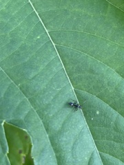 Camponotus sexguttatus