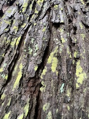 Chrysothrix candelaris