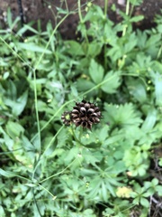Ranunculus uncinatus