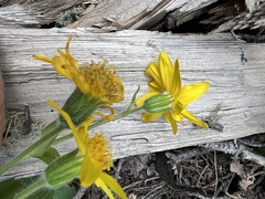 Arnica cordifolia