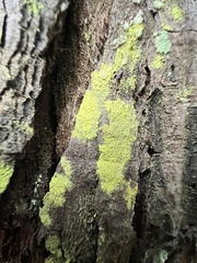 Chrysothrix candelaris