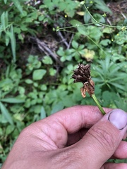 Ranunculus uncinatus