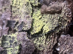 Chrysothrix candelaris