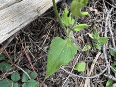 Arnica cordifolia