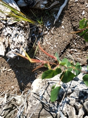 Apocynum androsaemifolium