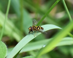 Metasyrphus
