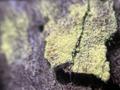 Chrysothrix candelaris