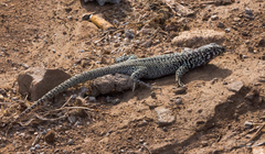 Liolaemus zapallarensis