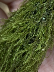 Pseudisothecium stoloniferum