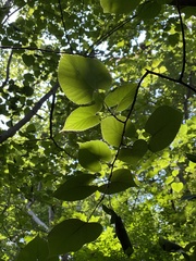 Tilia miqueliana