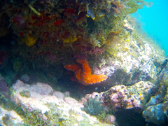 Uniophora granifera