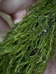 Pseudisothecium stoloniferum