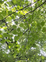 Tilia miqueliana
