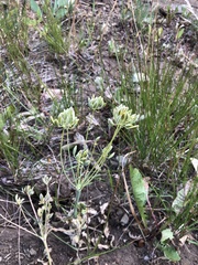 Lomatium nudicaule