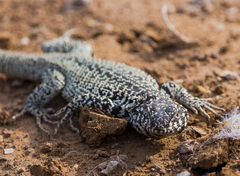 Liolaemus zapallarensis