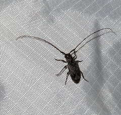 Eutrichillus canescens