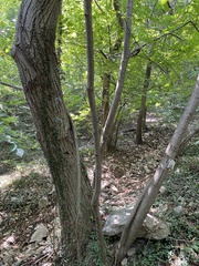 Tilia miqueliana