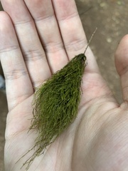 Pseudisothecium stoloniferum